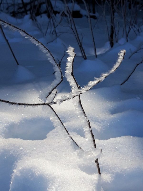 Winter in der Sächsichen Schweiz Wiesengrund